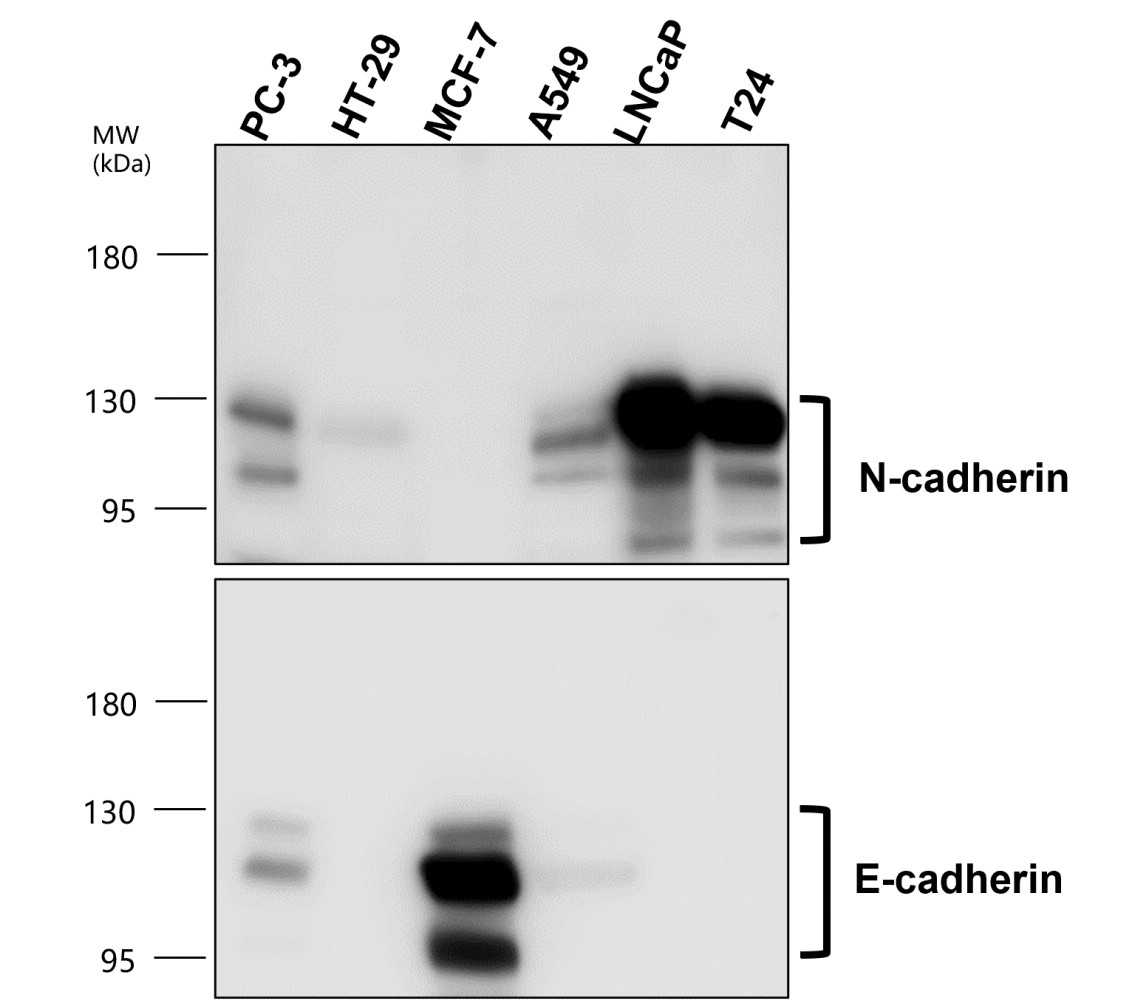 IR46-143 anti-N cadherin antibody WB image IR46-143 anti-N cadherin antibody WB image