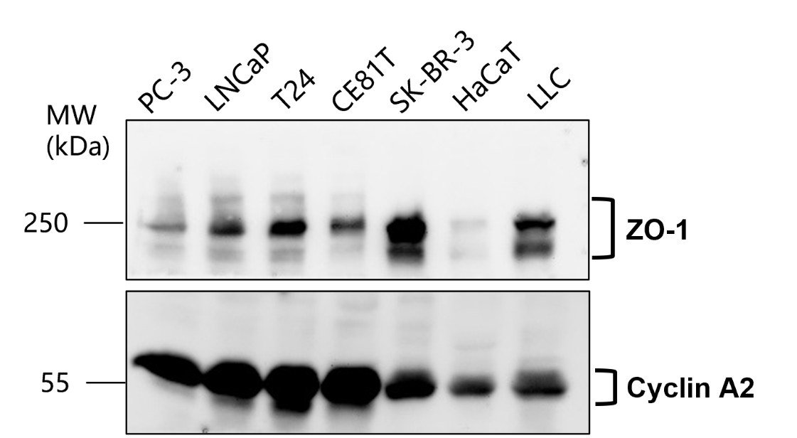 IR115-286 anti-Cyclin A2 antibody WB image IR115-286 anti-Cyclin A2 antibody WB image