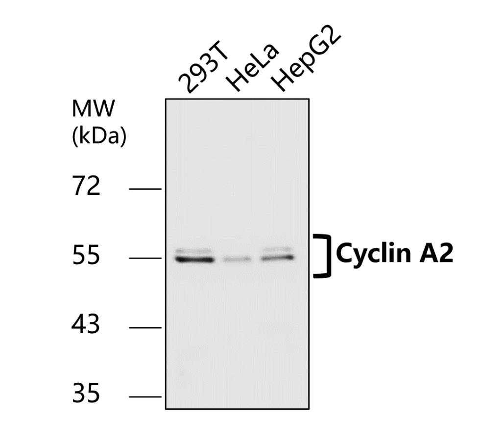 IR115-286 anti-Cyclin A2 antibody WB image