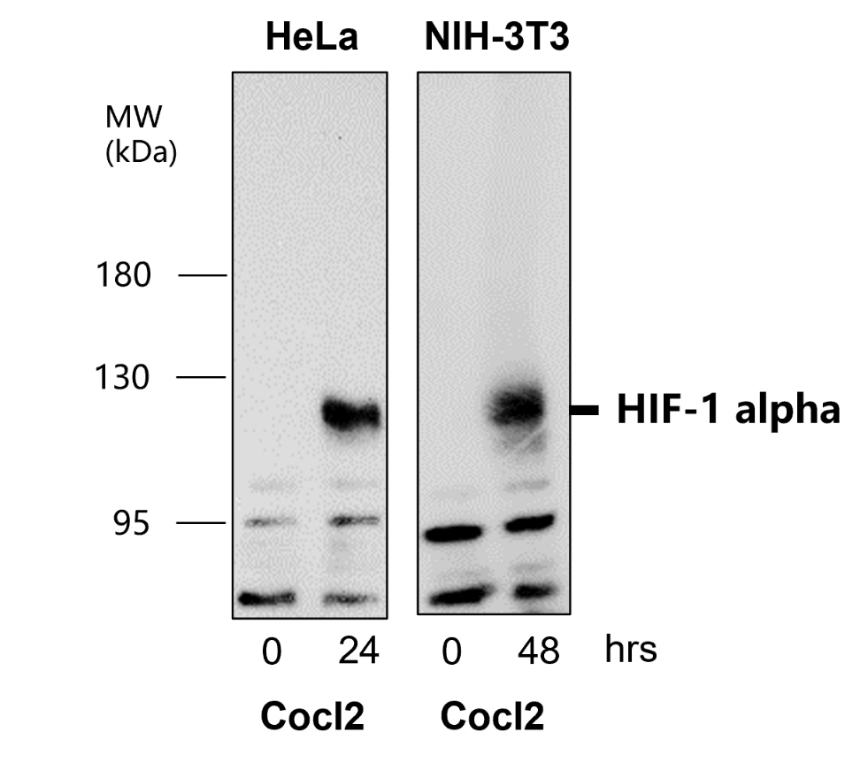 IR113-466 anti-HIF1 alpha antibody WB image