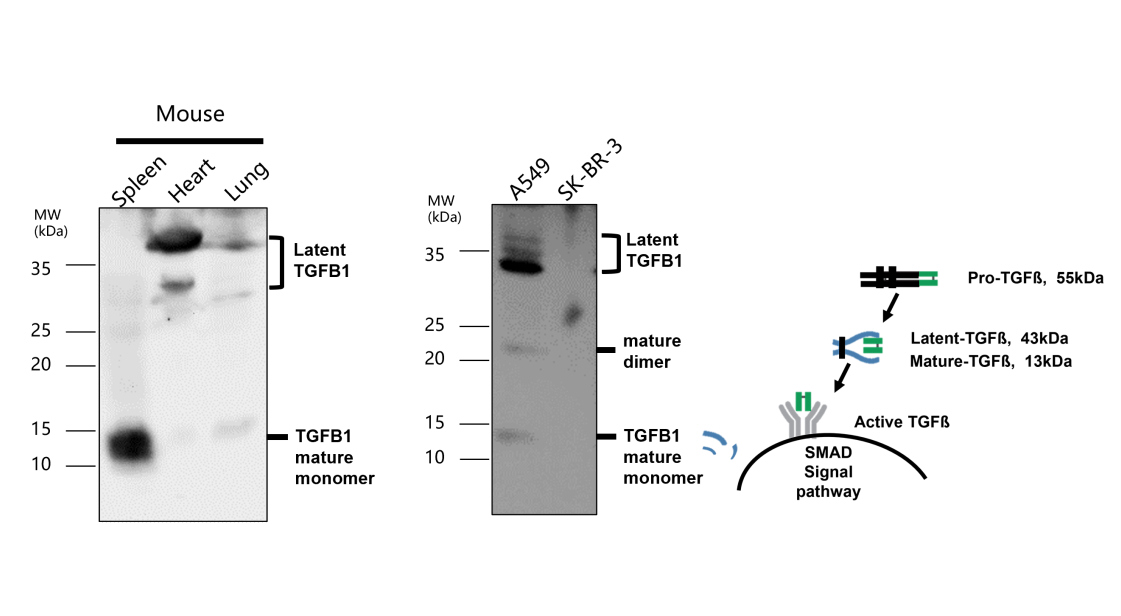 IR112-457 anti TGF beta 1 antibody WB image