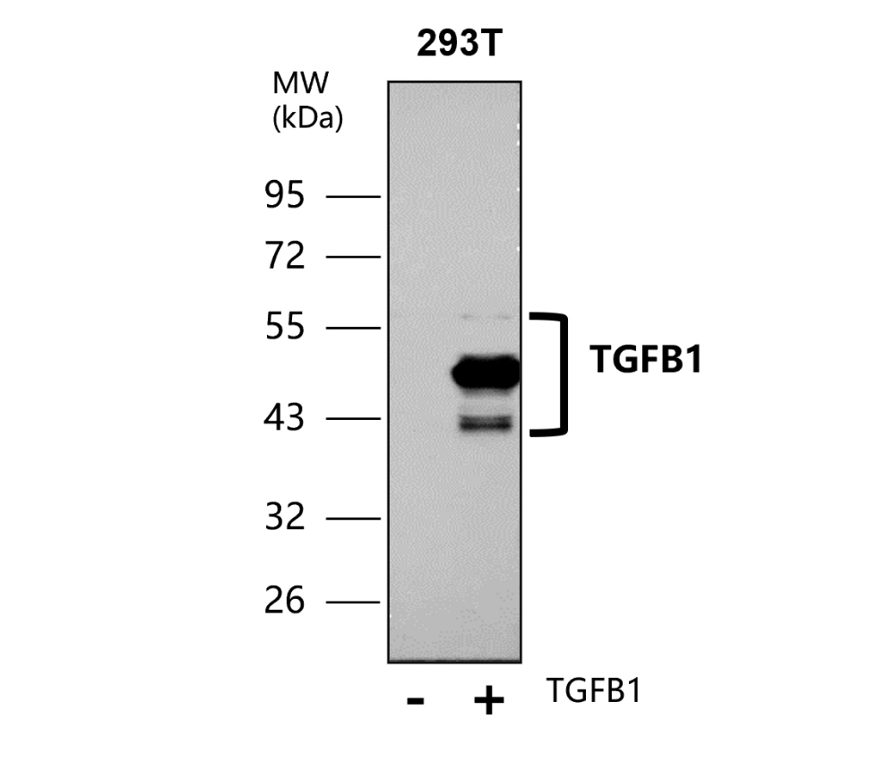 IR112-457 anti TGF beta 1 antibody WB image