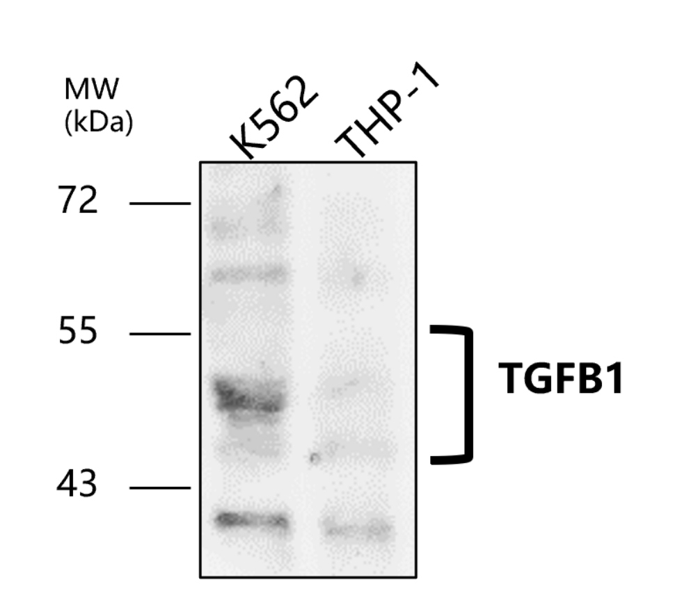 IR112-457 anti TGF beta 1 antibody WB image