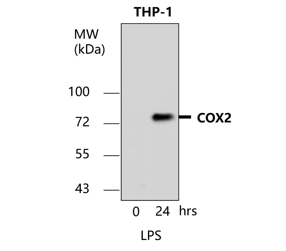 IR109-446 anti-COX2 antibody WB image IR109-446 anti-COX2 antibody WB image