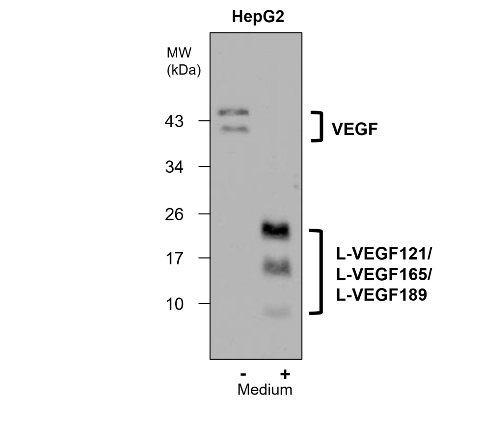 IR108-442 anti-VEGF antibody WB image IR108-442 anti-VEGF antibody WB image