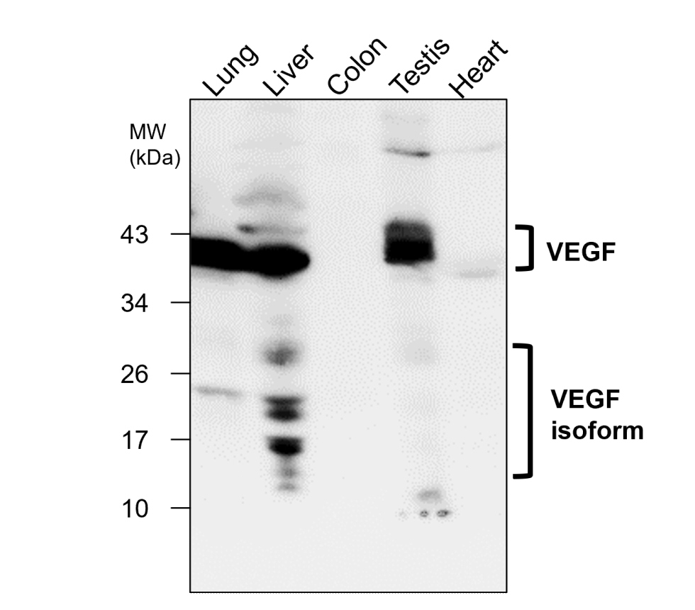 IR108-442 anti-VEGF antibody WB image