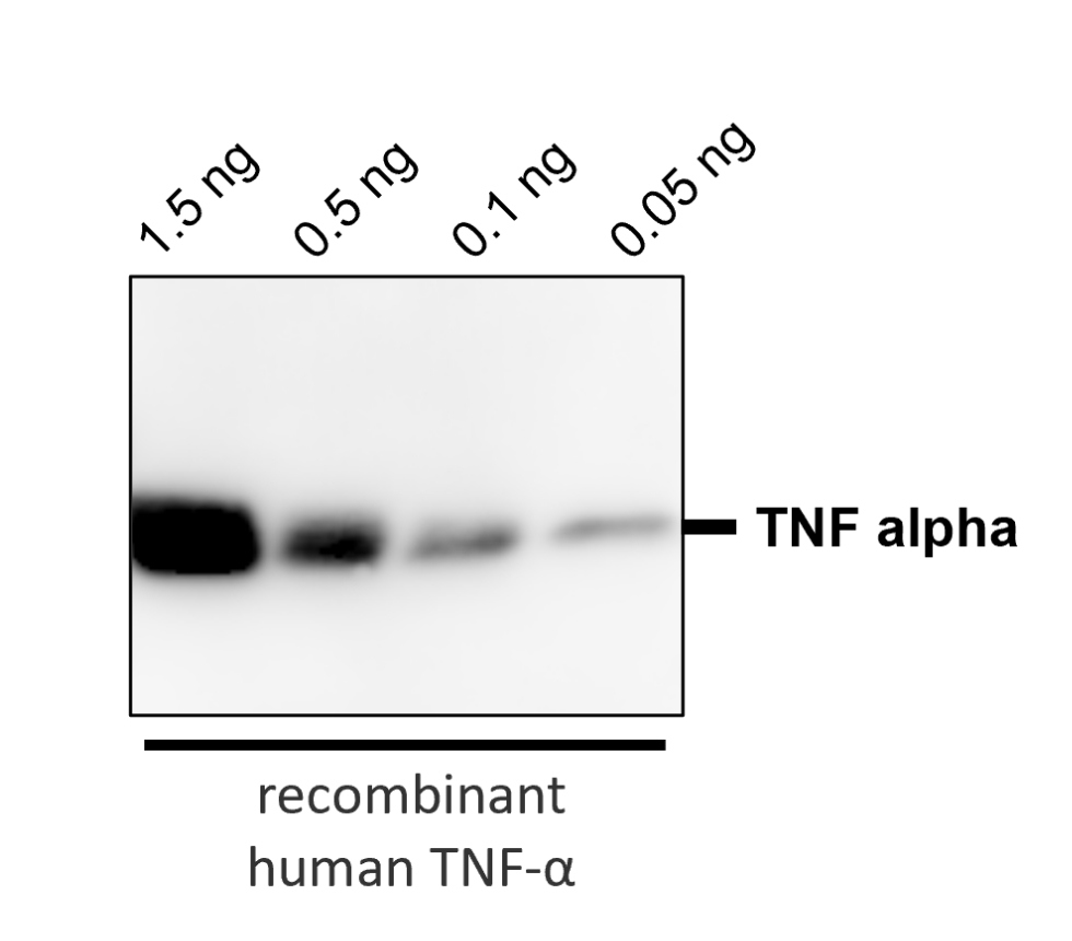 IR106-P2 anti-TNF alpha antibody WB image IR106-P2 anti-TNF alpha antibody WB image