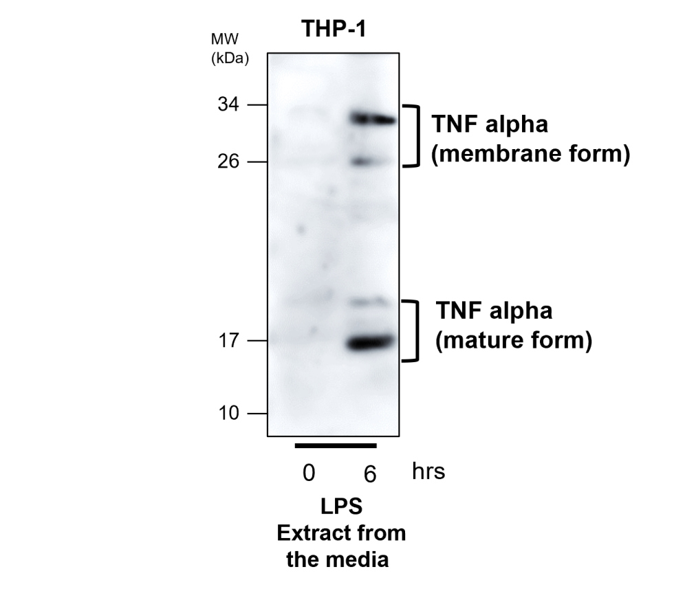 IR106-P2 anti-TNF alpha antibody WB image IR106-P2 anti-TNF alpha antibody WB image