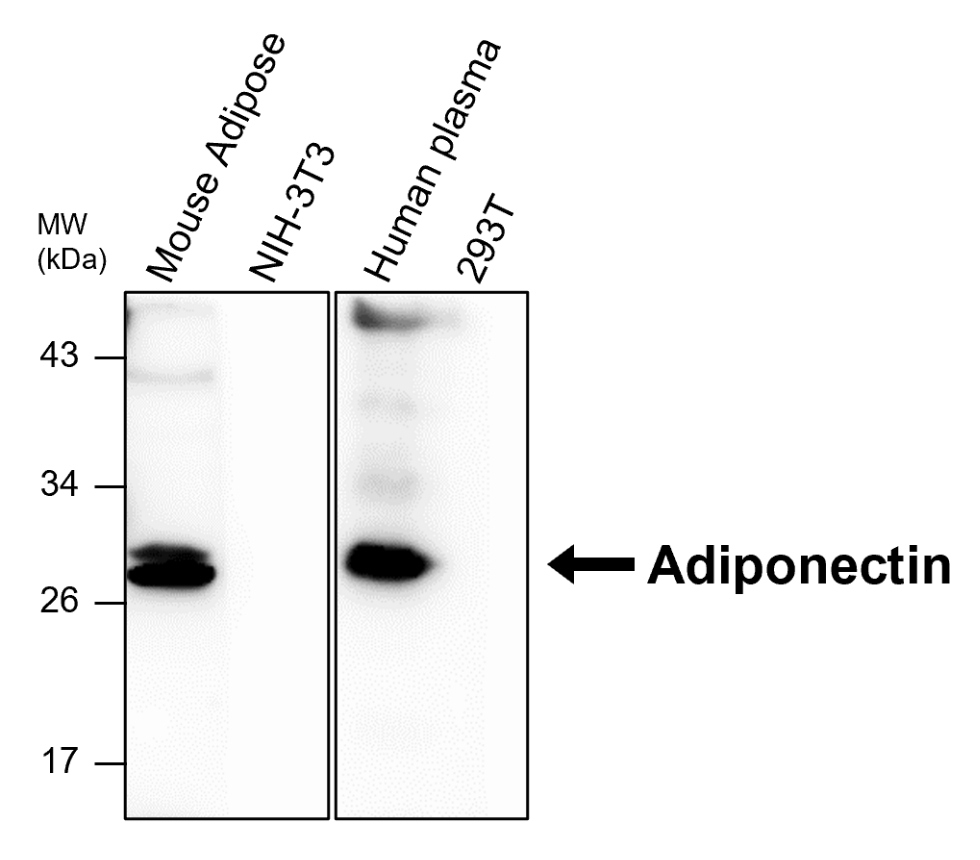 IR341-923 anti-Adiponectin antibody WB image IR341-923 anti-Adiponectin antibody WB image