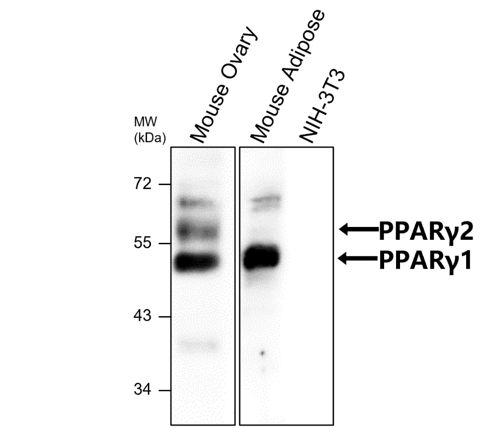IR344-930 anti-PPARγ antibody WB image IR344-930 anti-PPARγ antibody WB image