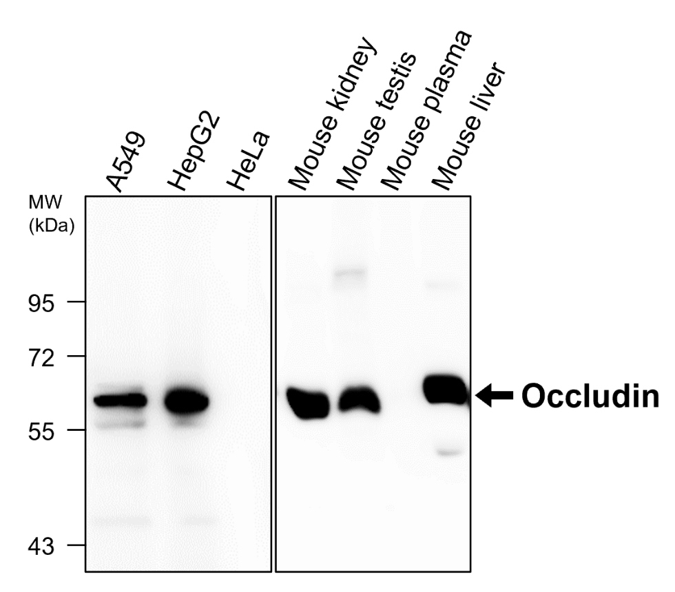 Occuldin antibody Occuldin antibody