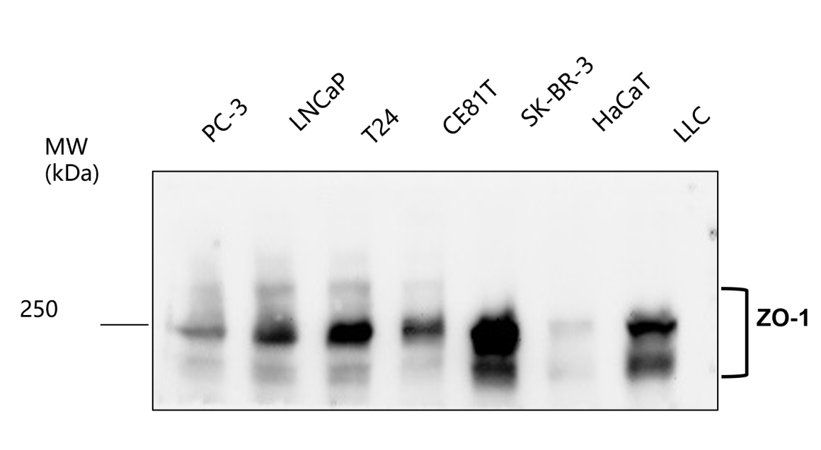 ZO-1 antibody ZO-1 antibody
