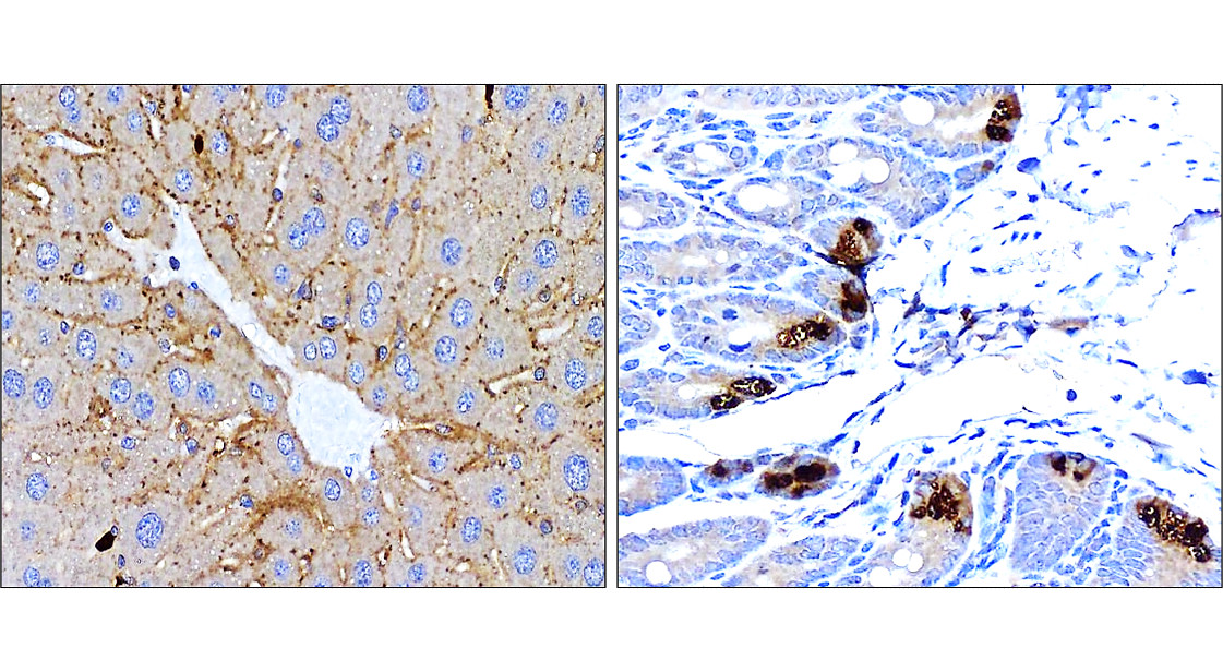 IR84-366 anti-LC3B antibody_mouse tissue IHC image IR84-366 anti-LC3B antibody_mouse tissue IHC image