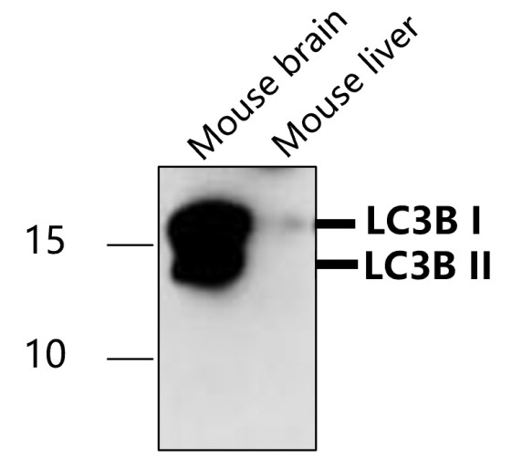 IR84-366 anti-LC3B antibody WB image