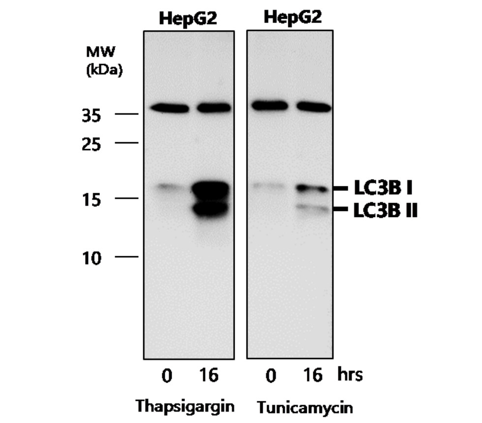 IR84-366 anti-LC3B antibody WB image