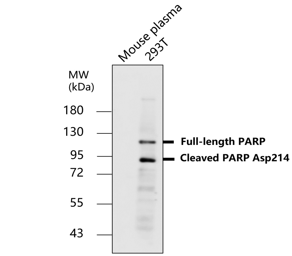 IR101-420 anti-PARP cleaved antibody WB image IR101-420 anti-PARP cleaved antibody WB image