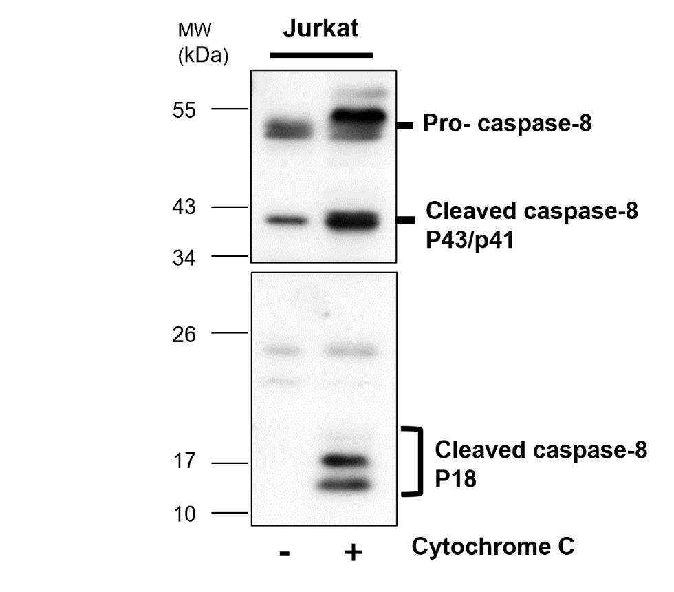 IR99-409 anti-Caspase8 antibody WB image IR99-409 anti-Caspase8 antibody WB image