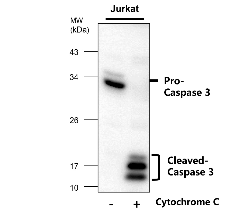 IR96-401 anti-Caspase 3 p17/19 antibody  WB image