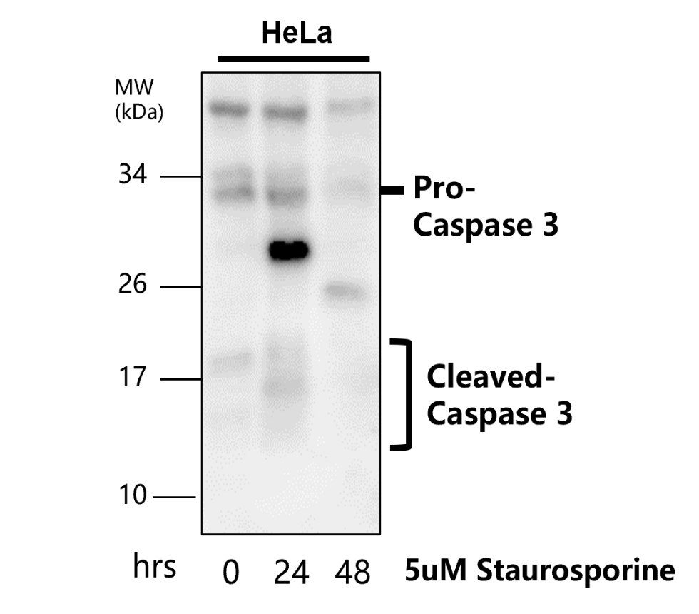 IR96-401 anti-Caspase 3 p17/19 antibody  WB image