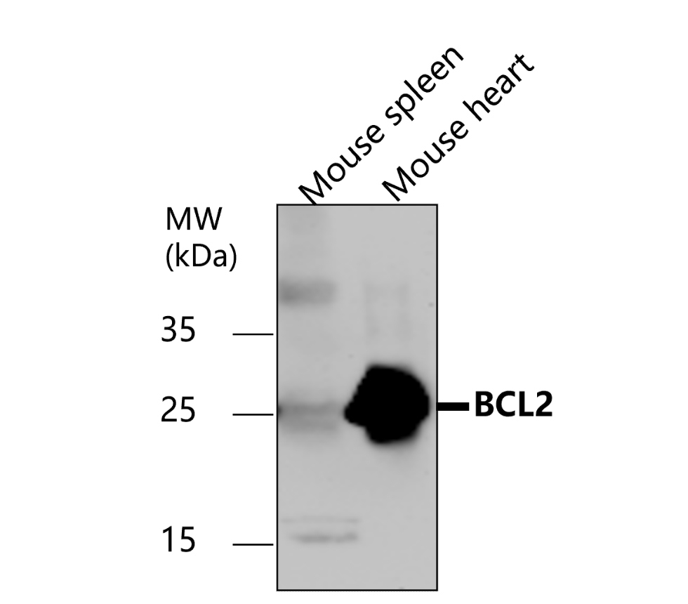 IR94-392 anti-BCL2 antibody  WB image