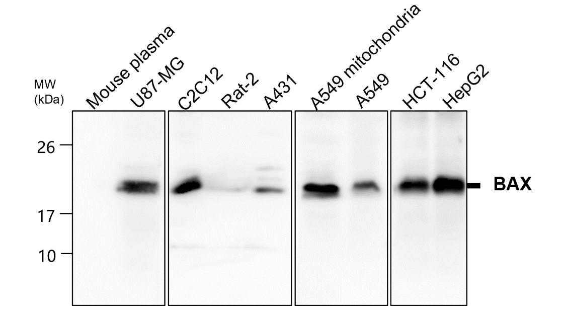 IR93-389 anti-BAX antibody WB image