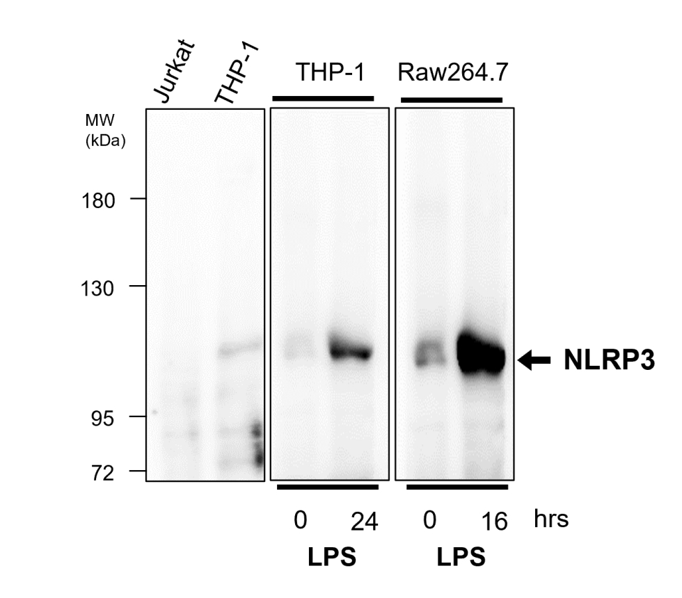 IR92-388 anti-NLRP3 antibody WB image IR92-388 anti-NLRP3 antibody WB image