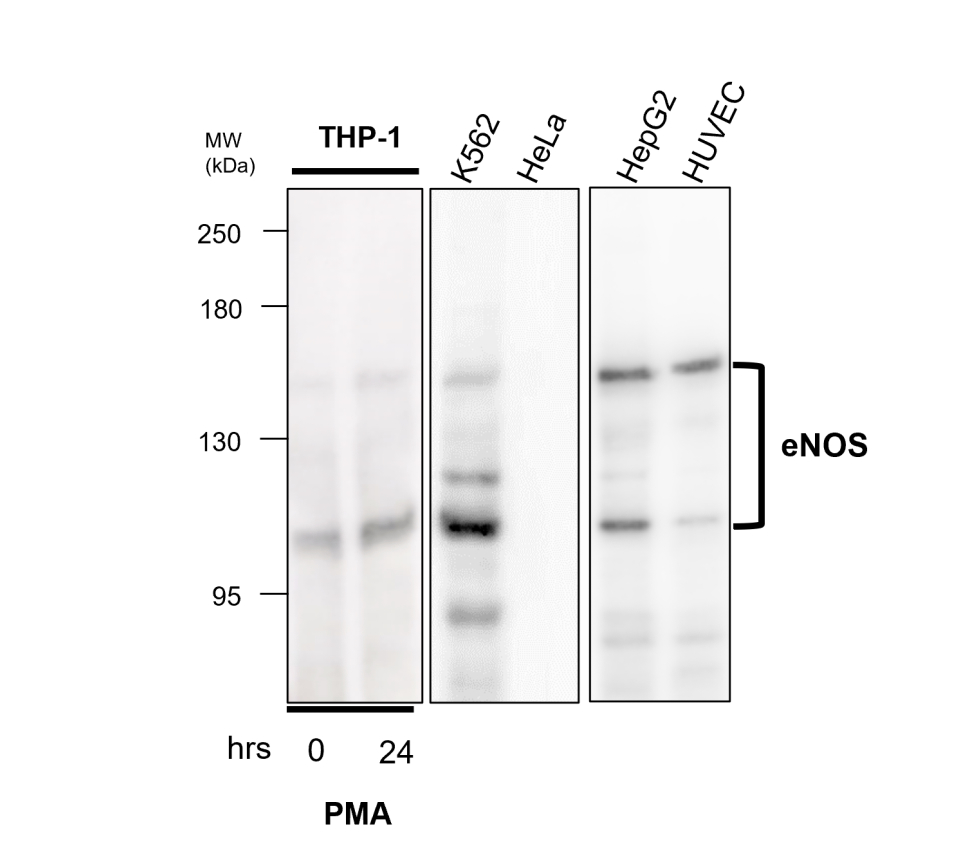 IR82-282 anti-eNOS / NOS3 antibody WB image