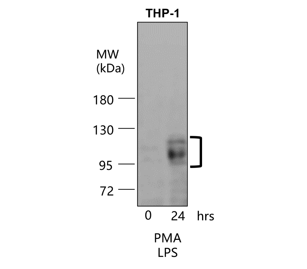 IR78-268 anti-ICAM-1 / CD54 antibody WB image IR78-268 anti-ICAM-1 / CD54 antibody WB image