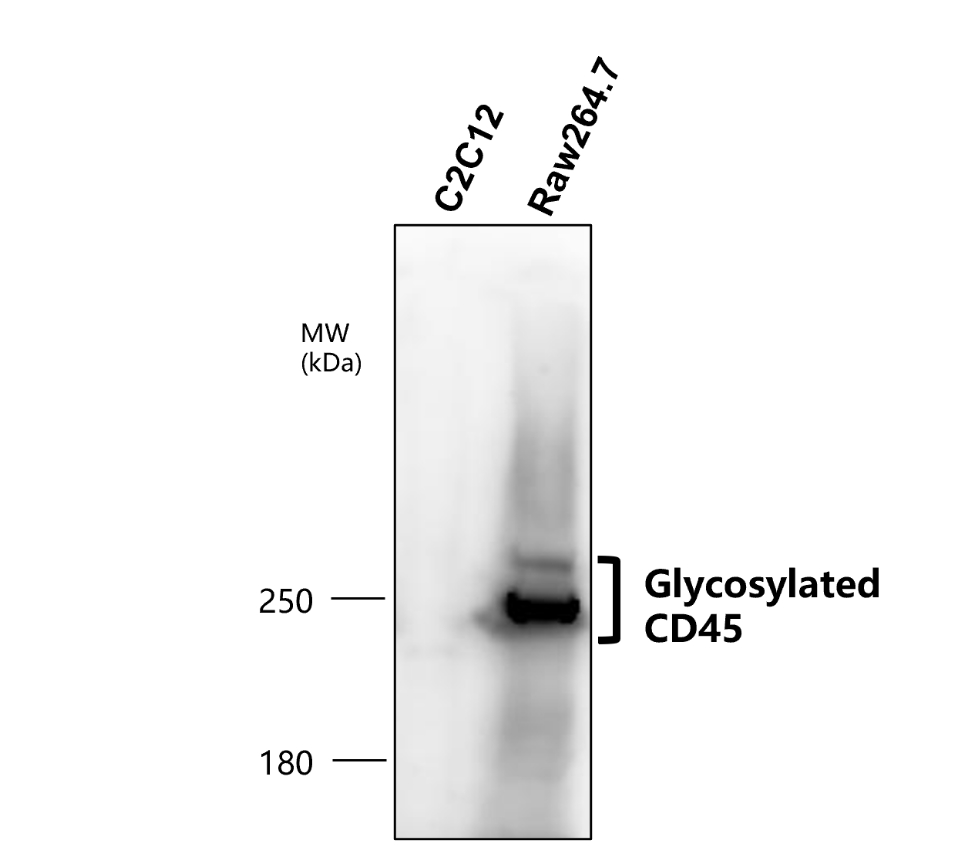 IR77-263 anti-CD45 antibody WB image