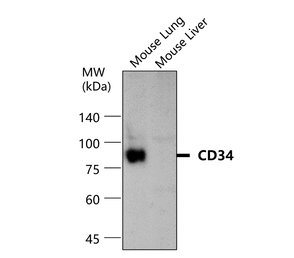 IR76-259 anti-CD34 antibody WB image
