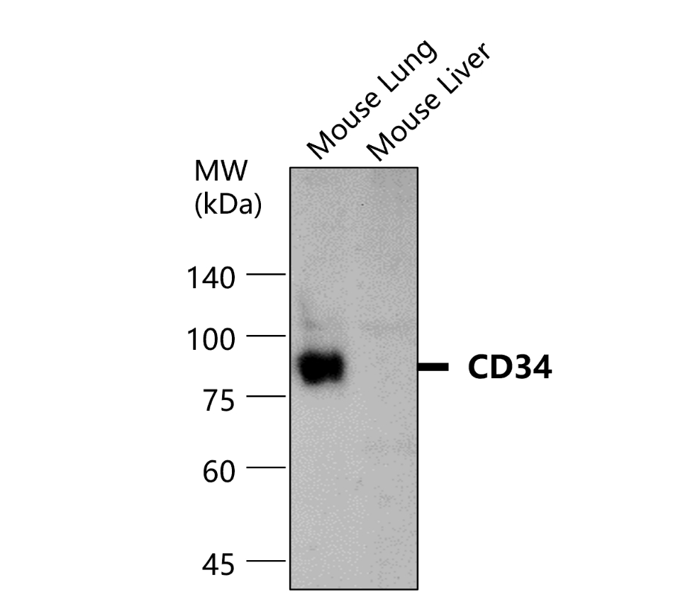 IR76-259 anti-CD34 antibody WB image IR76-259 anti-CD34 antibody WB image