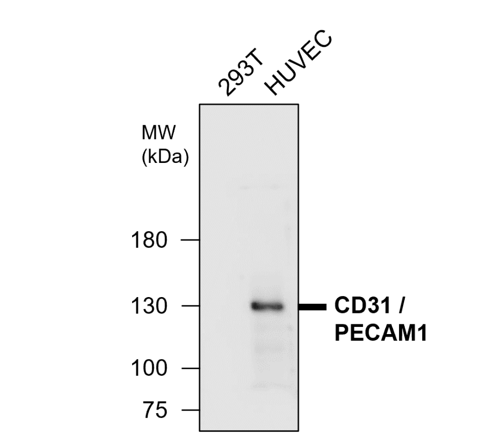 IR75-257 anti-CD31/PECAM1 antibody WB image IR75-257 anti-CD31/PECAM1 antibody WB image