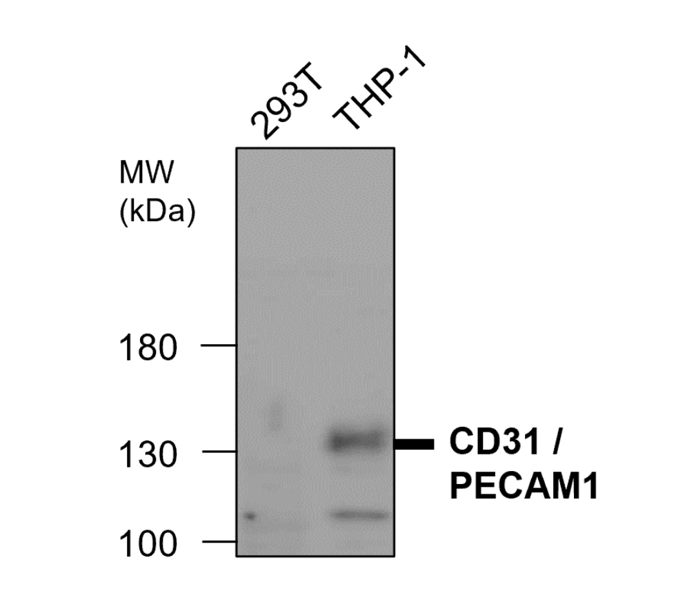 IR75-257 anti-CD31/PECAM1 antibody WB image