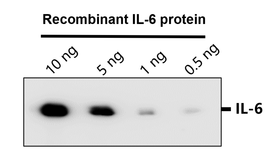 IR74-P1 anti-IL6 antibody WB image IR74-P1 anti-IL6 antibody WB image
