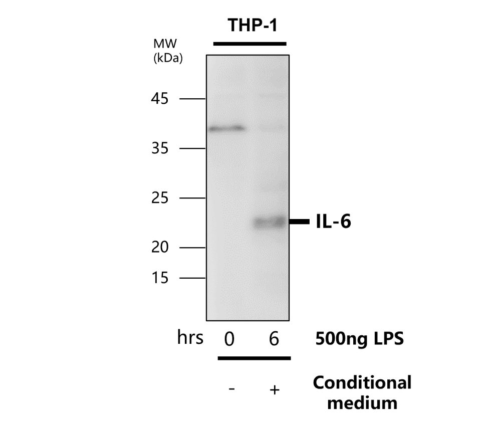 IR74-P1 anti-IL6 antibody WB image IR74-P1 anti-IL6 antibody WB image