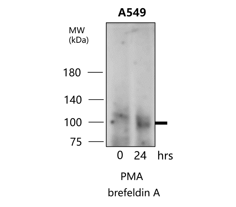 IR70-234 anti-MMP9 antibody WB image