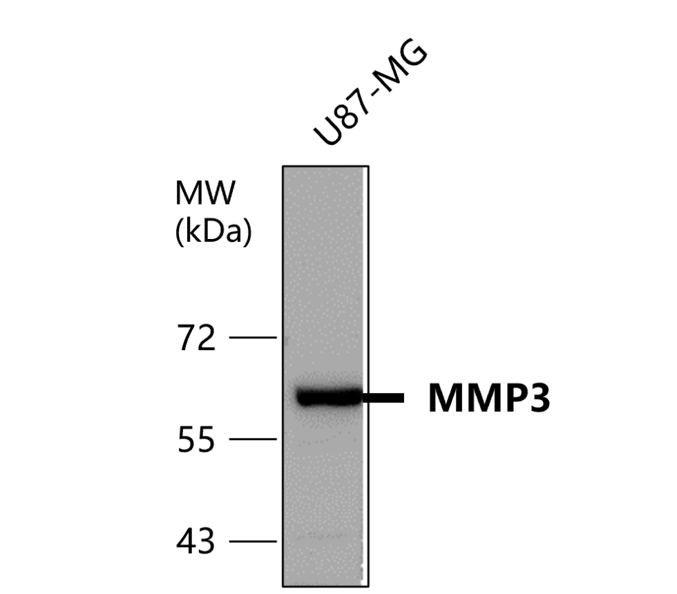 IR68-229 anti-MMP3 antibody WB image IR68-229 anti-MMP3 antibody WB image