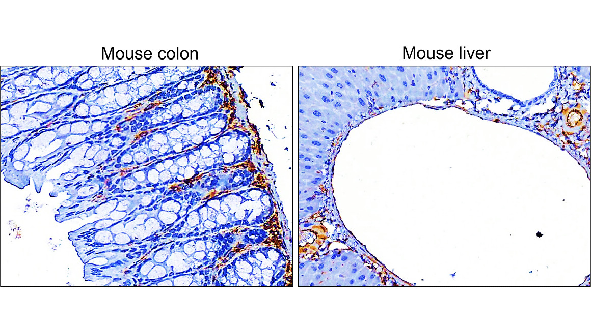 IR45-137 anti-Vimentin antibody IHC image
