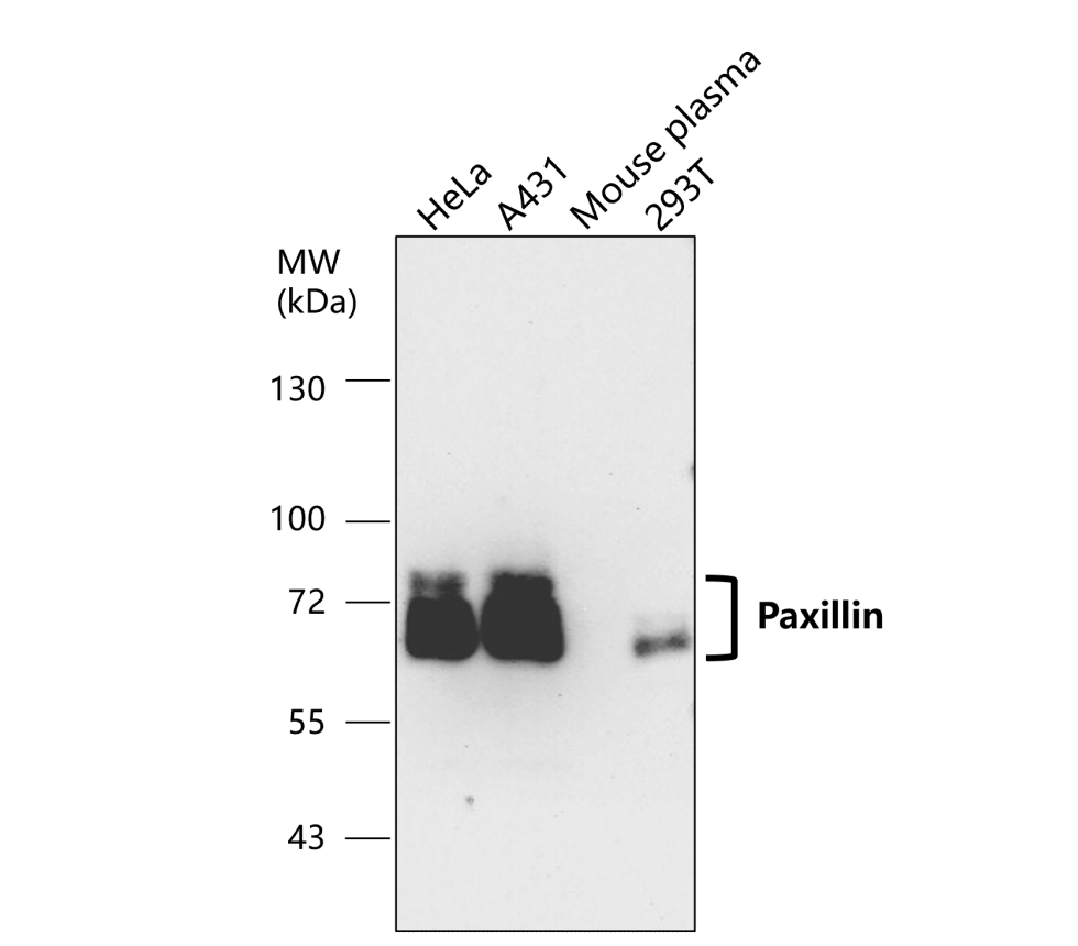 IR60-205 anti-Paxillin antibody WB image