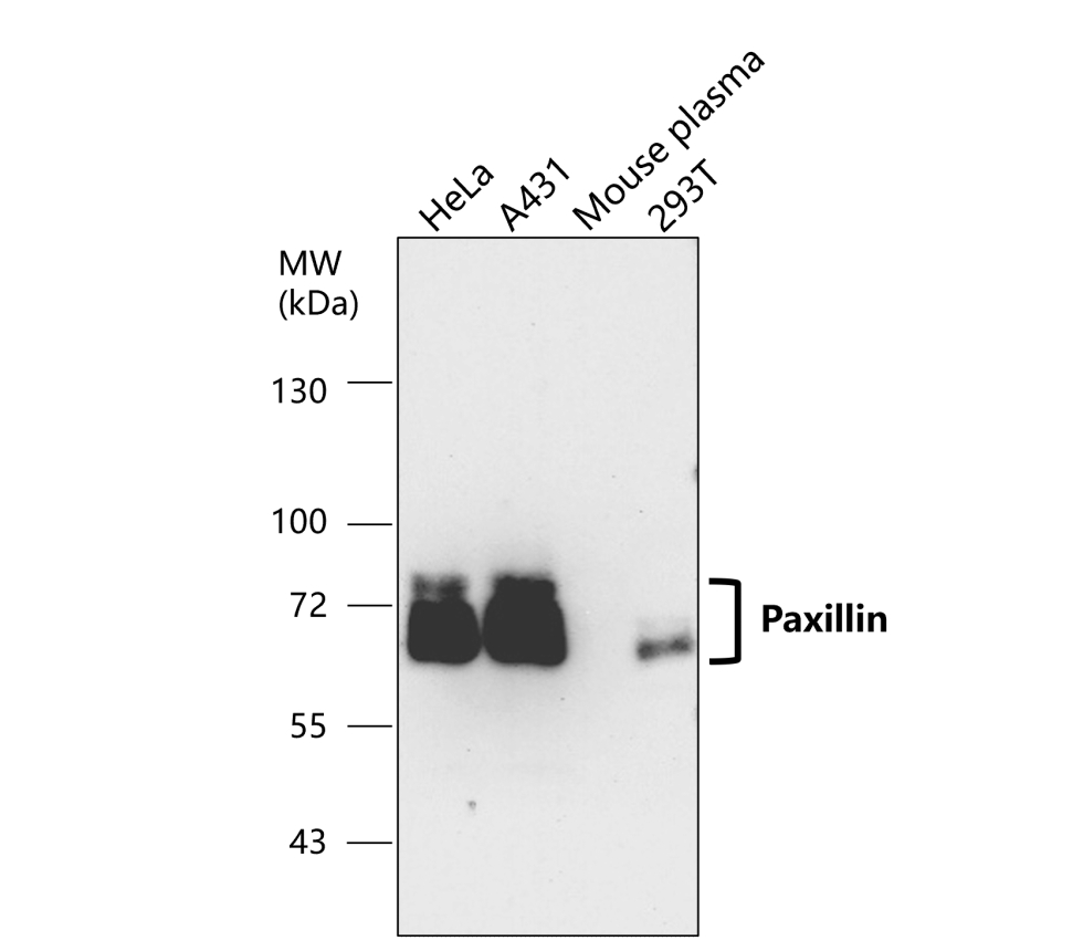 IR60-205 anti-Paxillin antibody WB image IR60-205 anti-Paxillin antibody WB image