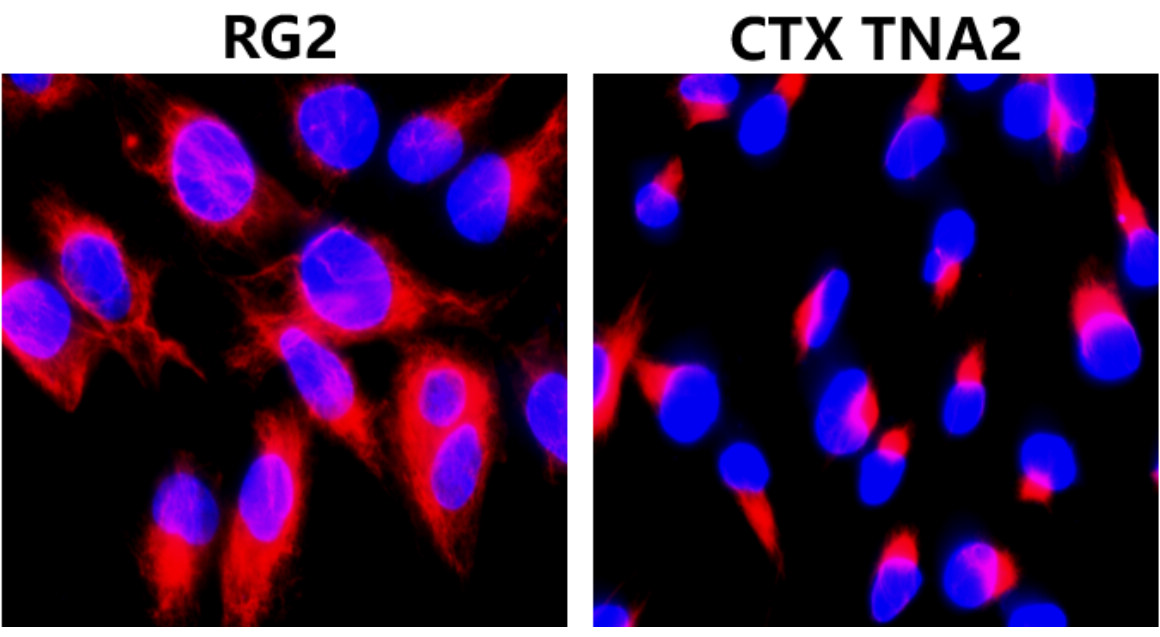 IR45-137 anti-Vimentin antibody ICC/IF image IR45-137 anti-Vimentin antibody ICC/IF image