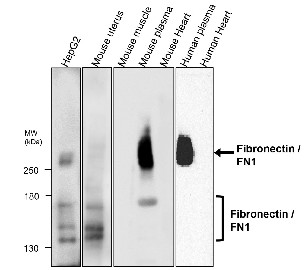 IR48-138 anti-Fibronectin antibody WB image