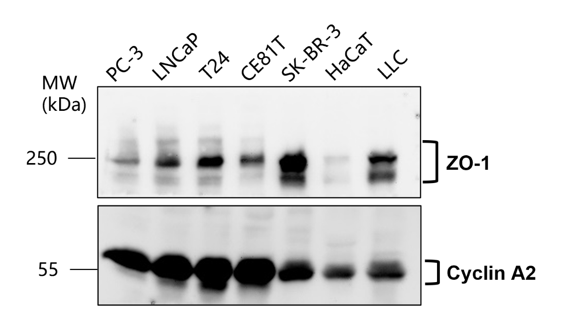 IR56-184 anti-ZO-1 antibody WB image IR56-184 anti-ZO-1 antibody WB image