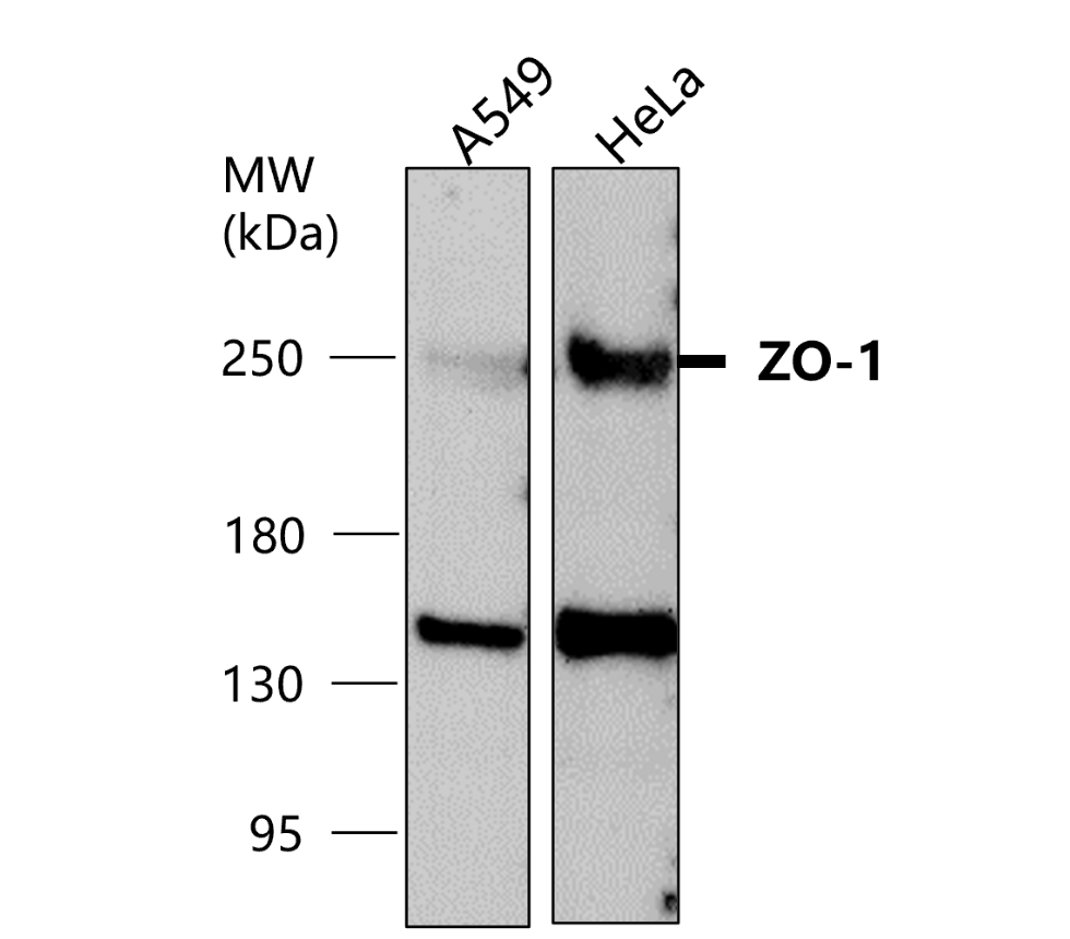 IR56-184 anti-ZO-1 antibody WB image IR56-184 anti-ZO-1 antibody WB image