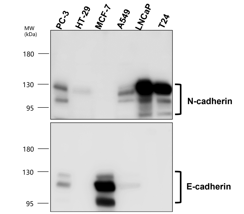 IR55-180 anti-E cadherin antibody WB image