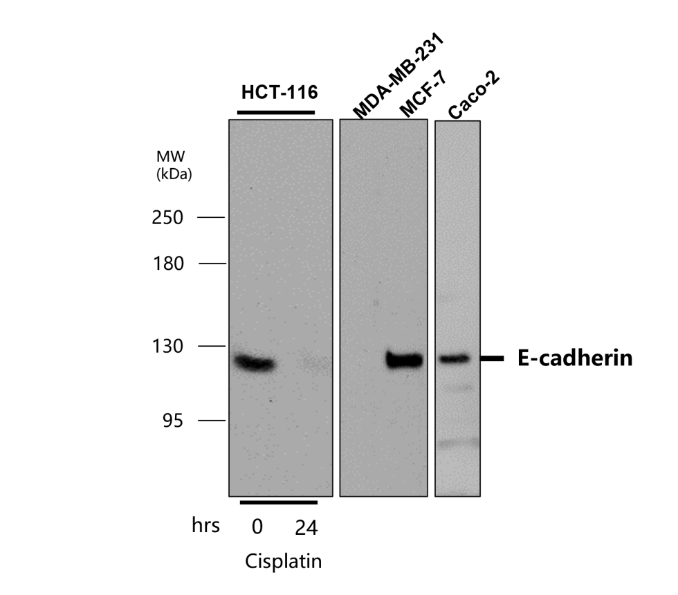 IR55-180 anti-E cadherin antibody WB image
