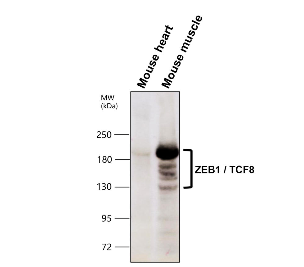 IR53-167 anti-ZEB1 antibody WB image IR53-167 anti-ZEB1 antibody WB image