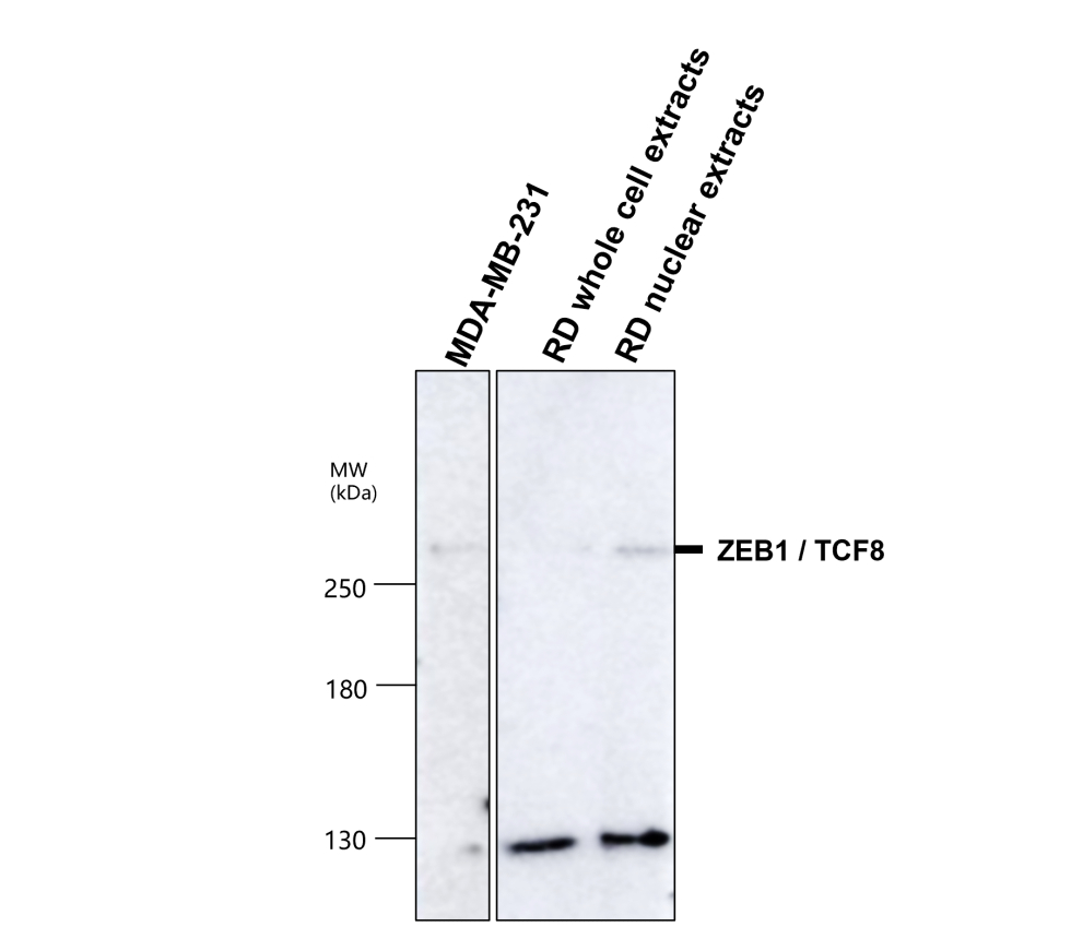 IR53-167 anti-ZEB1 antibody WB image IR53-167 anti-ZEB1 antibody WB image
