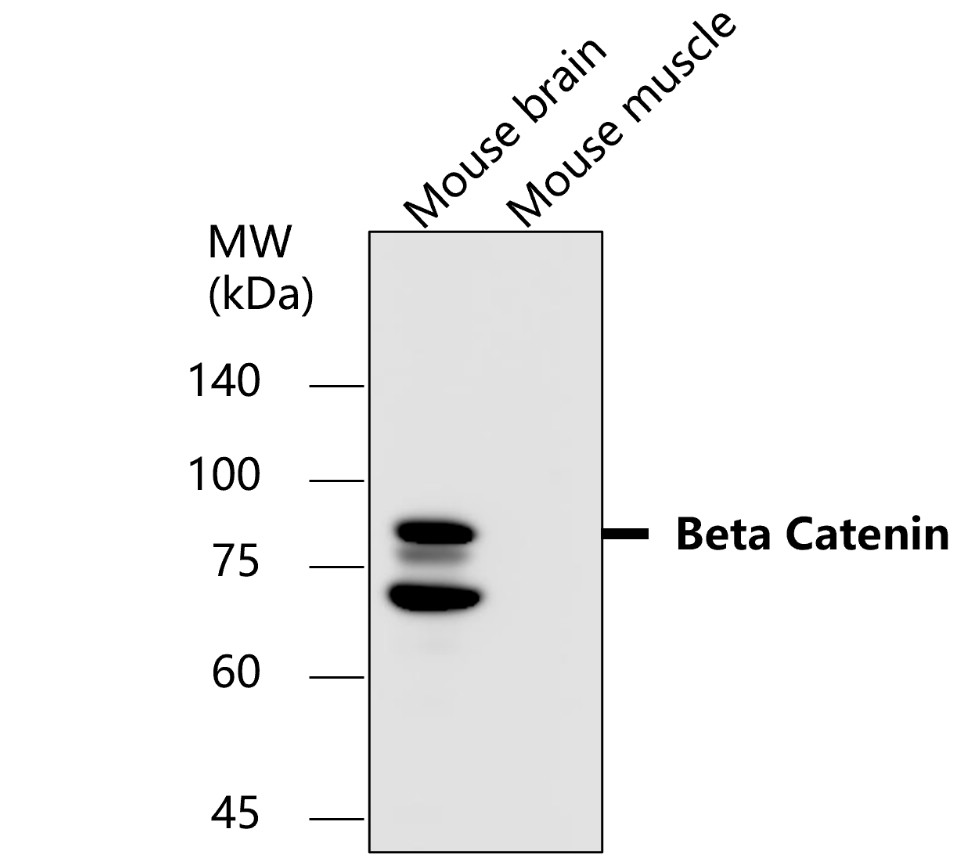 IR49-149 anti-Beta Catenin antibody WB image