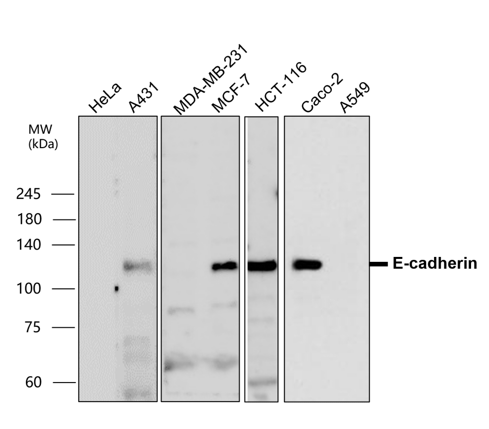 IR55-179 anti-E cadherin antibody WB image